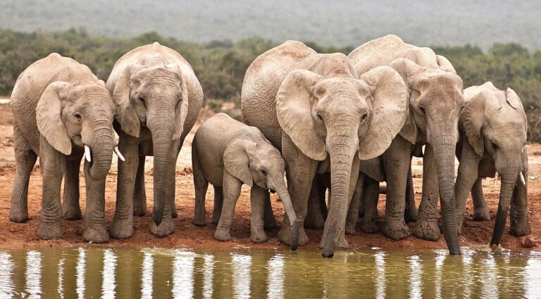 Breaking! U.S. Fish & Wildlife Service Is Urged To Deny Eight Elephant “Trophy” Hunting Imports From Zimbabwe & Namibia By March 16th