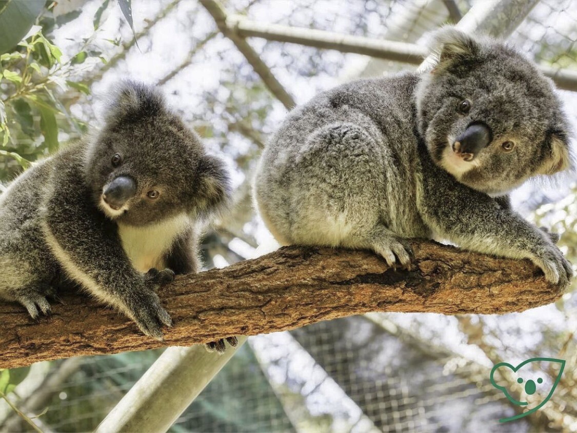 Struggling Koalas Get Help from a Bold Breeding Program