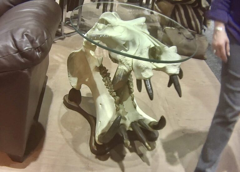 Endangered Species Act Protection Sought For Hippos After Multiple Undercover Investigations Show A Thriving Market For Hippo Parts In The U.S.