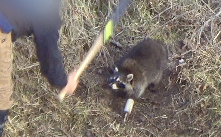 Born Free USA & HSI Release New Undercover Investigation Revealing The Shocking Brutality Of Fur Trapping In The United States