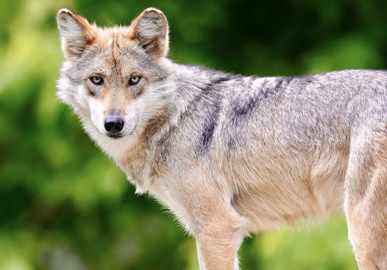 Four Mexican Gray Wolves Are Released Into The State Of Chihuahua, Mexico, Raising The Country’s Population Of The Endangered Species To 45
