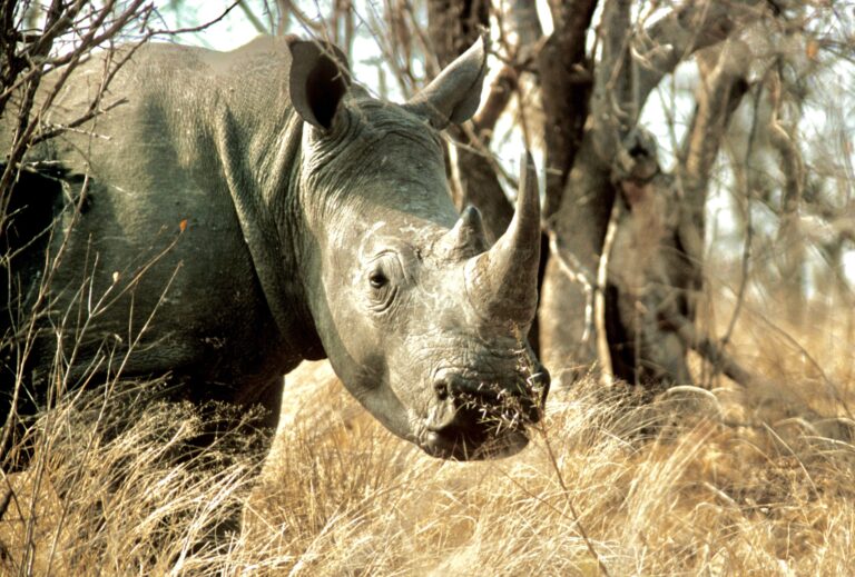 South Africa Announces Appalling 2022 Hunting Quotas Of 10 Black Rhinos, 10 Leopards & 150 Elephants In The Name Of So-Called “Conservation”