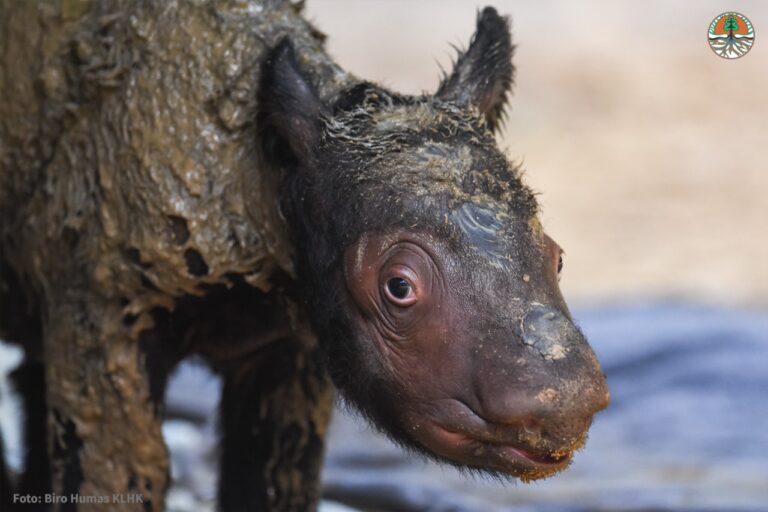 Heartwarming News As A Critically Endangered Sumatran Rhino Is Born At The Sumatran Rhino Sanctuary In Indonesia
