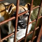 Ukraine war refugee relief (animal shelter)