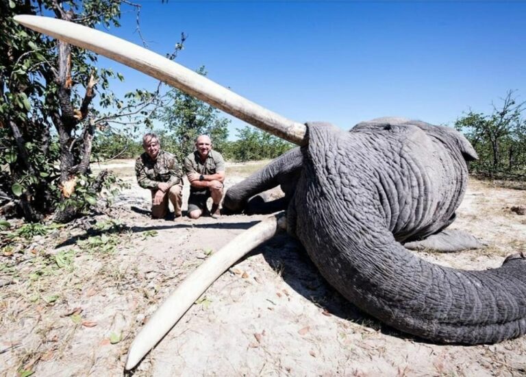Breaking! Outrage Ensues After One Of Africa’s Last Remaining ‘Big Tuskers’ Is Killed By A Trophy Hunter In Botswana