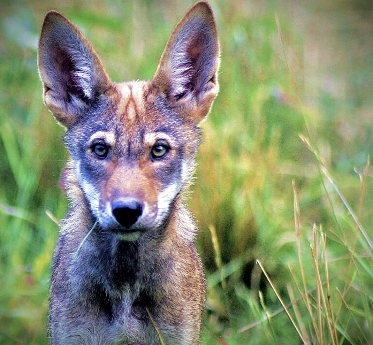 The U.S. Fish & Wildlife Service Releases Nine Critically Endangered Red Wolves Into The Wild In North Carolina