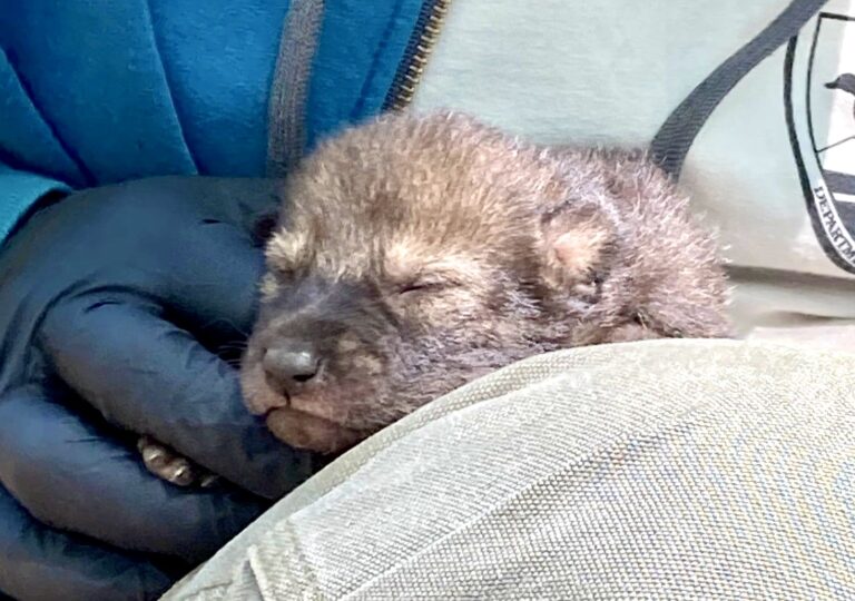 For The First Time In Four Years, A Litter Of Critically Endangered Red Wolf Pups Are Born In The Wild In North Carolina; Only 20 Known Red Wolves Remain
