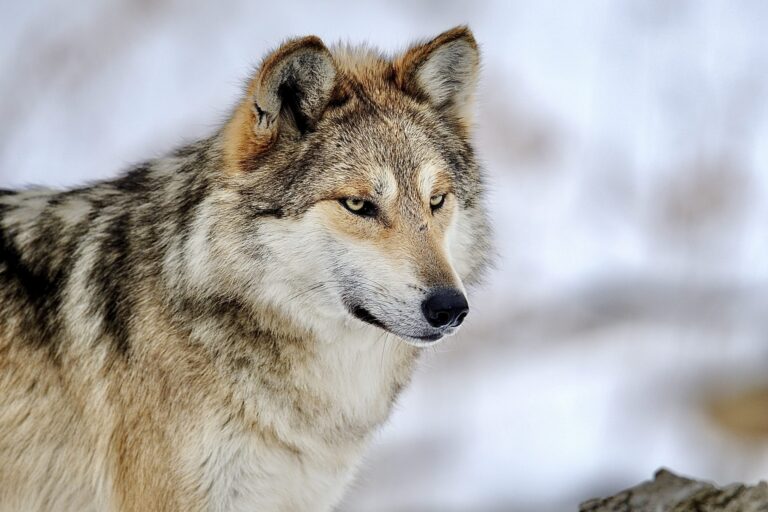 Mexican Gray Wolf Numbers Grew By Only 10 Last Year Bringing The Population To Just Under 200; Recovery Is Being Hampered by Hunting & Disease