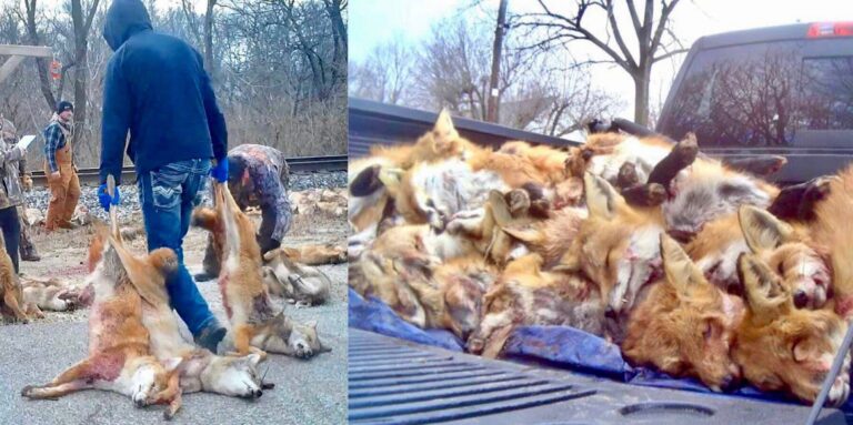 U.S. Congress Introduces Legislation To Ban Barbaric Wildlife Killing Contests On More Than 500 Million Acres Of Public Land