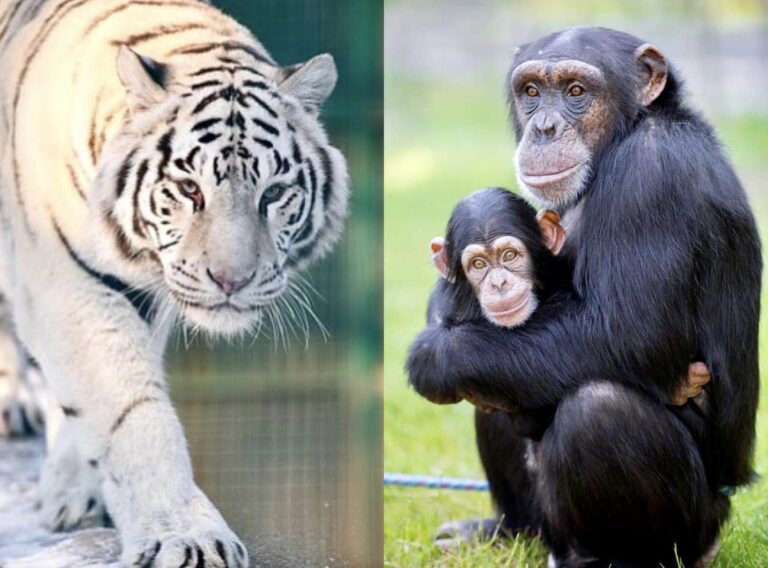 The Feldman Ecopark In Kharkiv, Ukraine, May Be Forced To Euthanize Its Lions, Tigers & Bears After Russian Shellings Destroy Enclosures