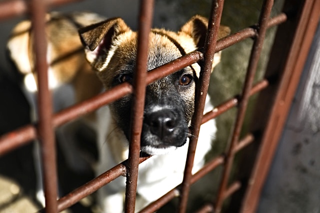 Humane Society International Partners With Krakow Shelter For Homeless  Animals In Poland To Care For 120 Homeless Dogs & Cats Rescued From Ukraine  - World Animal News