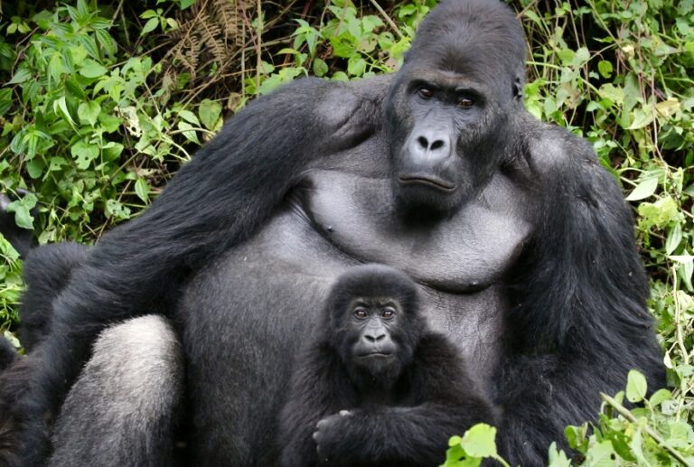 Dian Fossey Gorilla Fund Announces 50% Expansion Of Community Forest To Help Save Critically Endangered Grauer’s Gorillas In The Congo