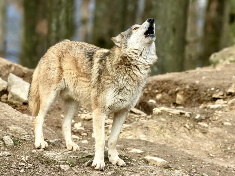 Urgent! Public Comments Needed By TODAY Objecting To New Rule Changes By Washington Department Of Fish & Wildlife Making It Easier To Kill The State’s Estimated 200 Wolves