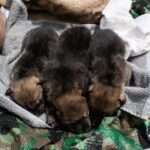 Cross-fostered-wolf-pups_older_photo