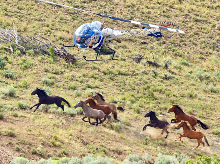 Breaking! American Wild Horse Campaign Calls For A Moratorium On Horse Roundups Amidst Death & Disease Outbreak At Wyoming Holding Facility