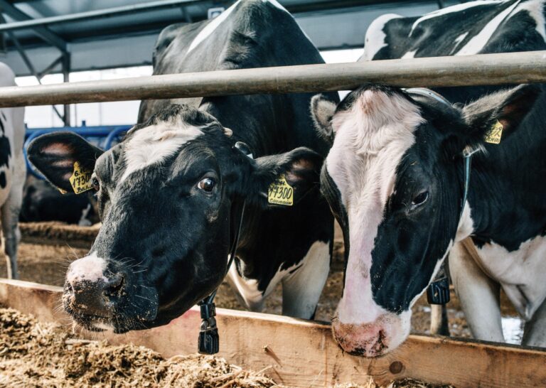 Victory For Farm Animals & Free Speech! The U.S. Supreme Court Declines To Review Kansas’ Ag-Gag Law That Would Have Prevented Undercover Filming In Slaughterhouses