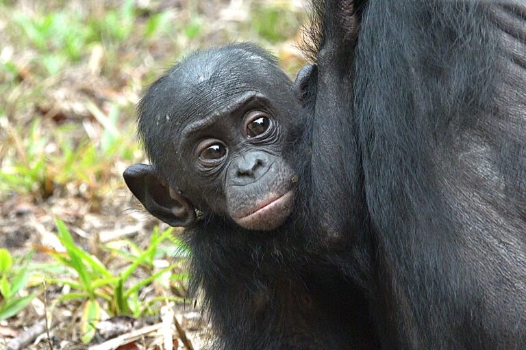 14 Rehabilitated Bonobos Are Returned To The Wild In The Congo; This Is The Second Time In History This Has Happened For The Endangered Species