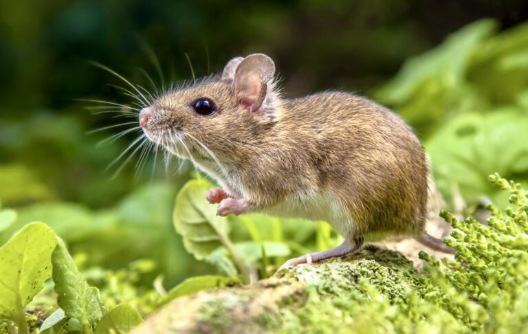 Victory! Inhumane Rodent Glue Traps To Be Banned In England Following Unanimous Vote In The House Of Lords
