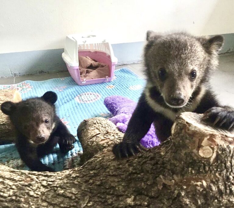 Two Asiatic Black Bear Cubs Rescued After Man Stole Them From The Wild & Was Trying To Sell Them Out Of A Tied Sack