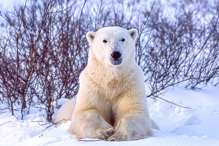 Heartbreaking News As Displaced Polar Bear Is Shot & Killed By Authorities In Canada Where Only An Estimated 16,000 Remain