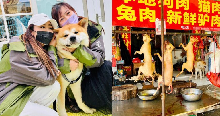 Activists Save Dog From Meat Shop In China Ahead Of The Yulin Dog Meat Festival; Sign Petition To Help End This Horrific Event Once & For All!