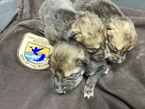 Good News! Six Cross-Fostered Mexican Wolf Pups May Be The Key For The  Recovery Of Their Species In Arizona & New Mexico - World Animal News