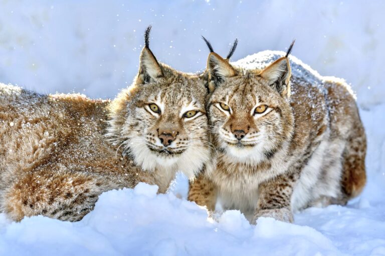 Wildlife Groups Secure Legal Agreement To Further Protect Canadian Lynx By Calling For A Revised Evaluation Of Their Habitat In The Southern Rockies