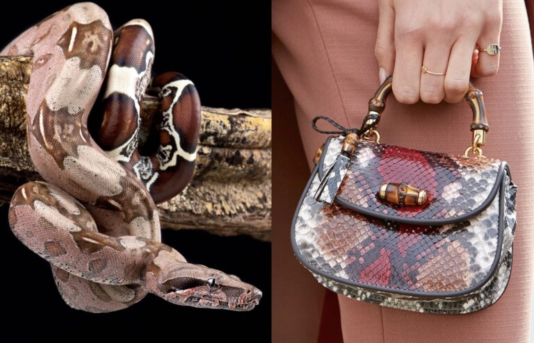 Take Action! Urge Gucci & Saint Laurent To Ban Violently-Produced Exotic Skins From Their High Fashion Lines