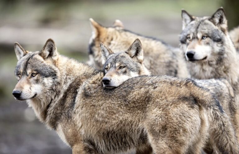 $30,000 Reward Offered For Information Leading To The Conviction Of Those Responsible For The Deaths Of Four Wolves In Washington
