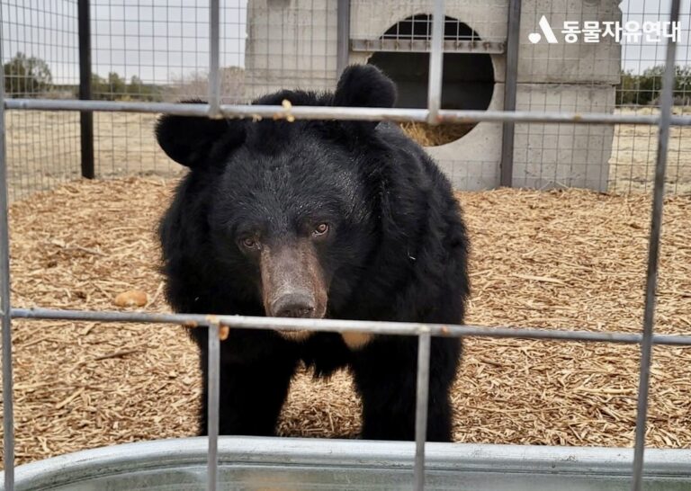 22 Moon Bears Rescued From A Bear Bile Farm In South Korea Finally Arrive At Colorado Refuge After Traveling Half Way Across The World