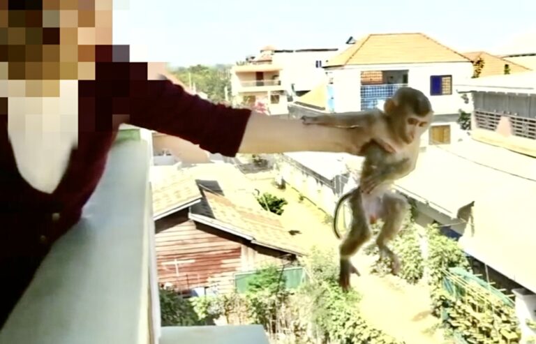 WAN Talks With Nina Jackel About Lady Freethinker’s Latest Undercover Investigation To Help Save Exploited “Pet” Monkeys In Cambodia