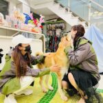 Lucky the dog rescued from a Yulin dog meat shop in May 2022