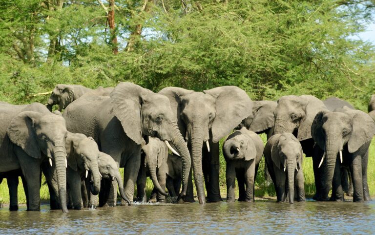 Wildlife Conservation Groups Are Working Together To Translocate 250 Elephants In Malawi To Ensure A Viable Population