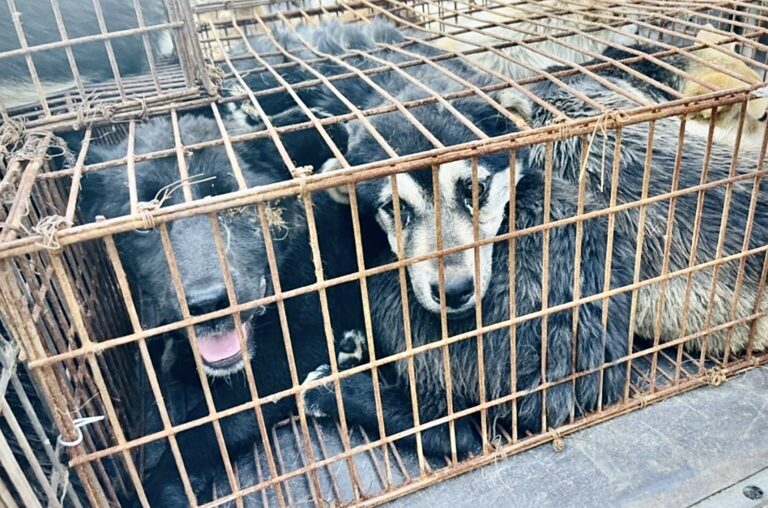 Police & Activists In China Intercept Truck With 386 Dogs En Route To Be Slaughtered At The Yulin Dog Meat ‘Festival’