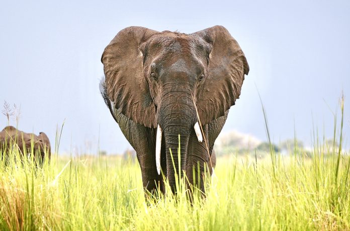 Victory! The Ivory Trade Ban Is Finally Put Into Effect In The UK After  Long-Fought Campaign To Protect Endangered Elephants - World Animal News