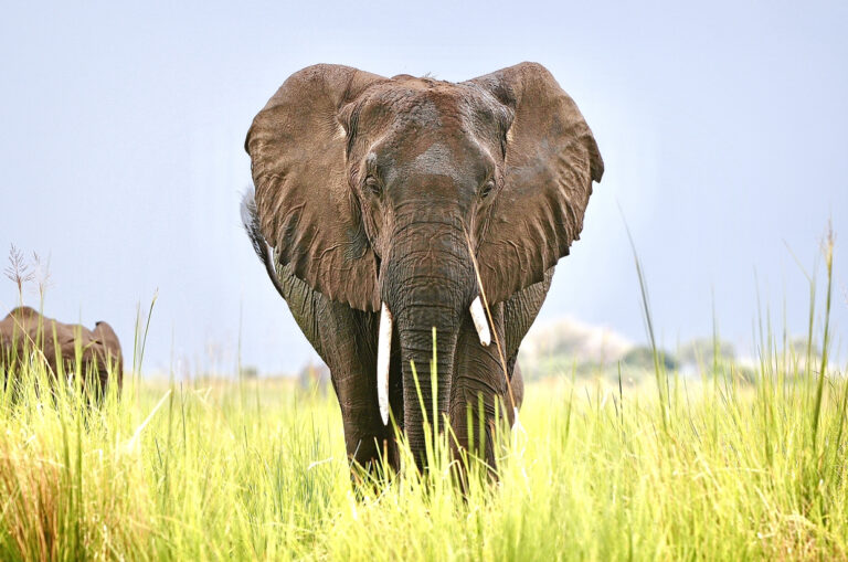 Victory! The Ivory Trade Ban Is Finally Put Into Effect In The UK After Long-Fought Campaign To Protect Endangered Elephants