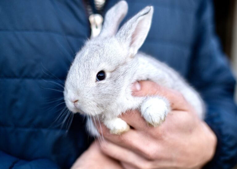 Victory! Louisiana Becomes The 9th State In The U.S. To Ban The Sale Of Cosmetics Tested On Animals