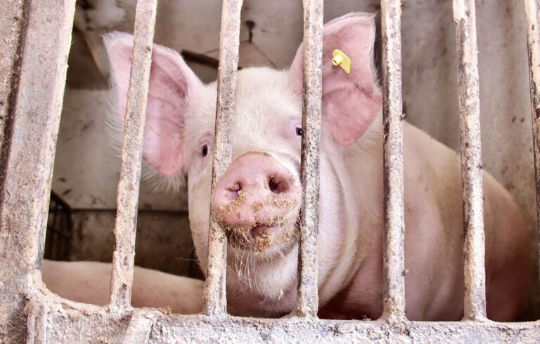 ASPCA Launches $100,000 In New Grant Funding To Support An End To Factory Farming In The U.S.; Submission Deadline Is July 18th
