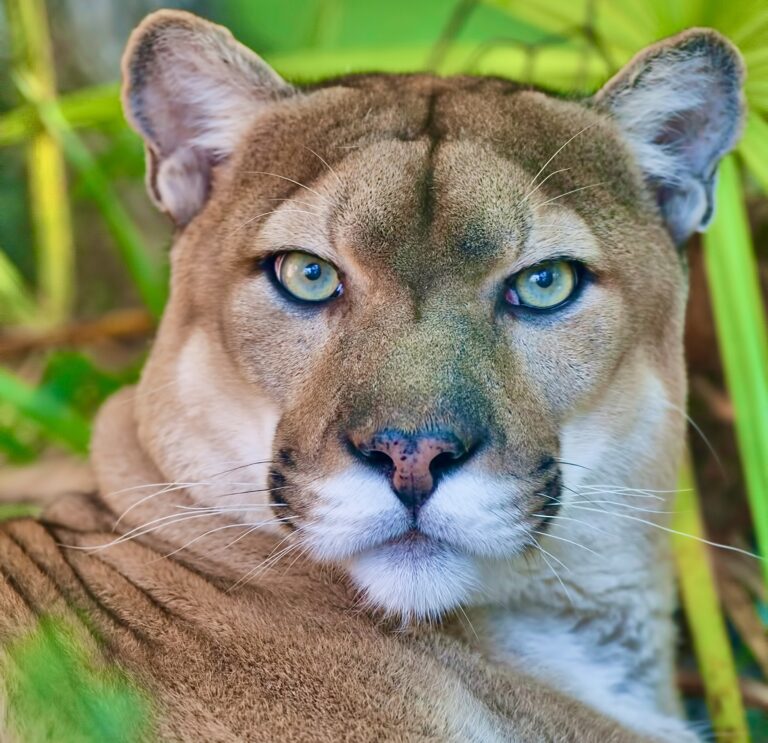 Historic “Recovering America’s Wildlife Act” Passes The U.S. House & Would Secure Billions For Imperiled Species