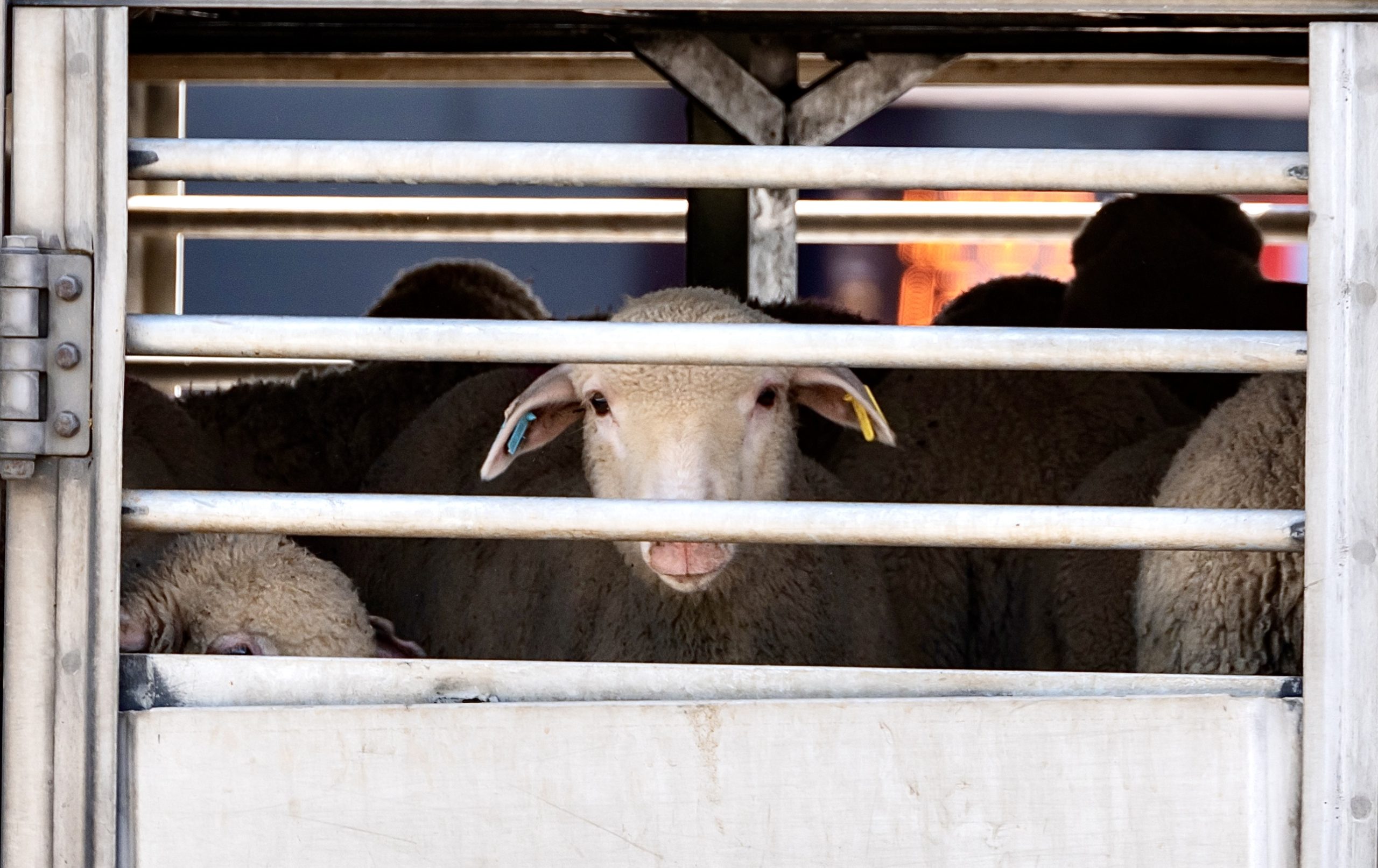 Sinking Sheep Nearly 16,000 Sheep Drown In The Red Sea After Ship Capsizes & Sinks In ...