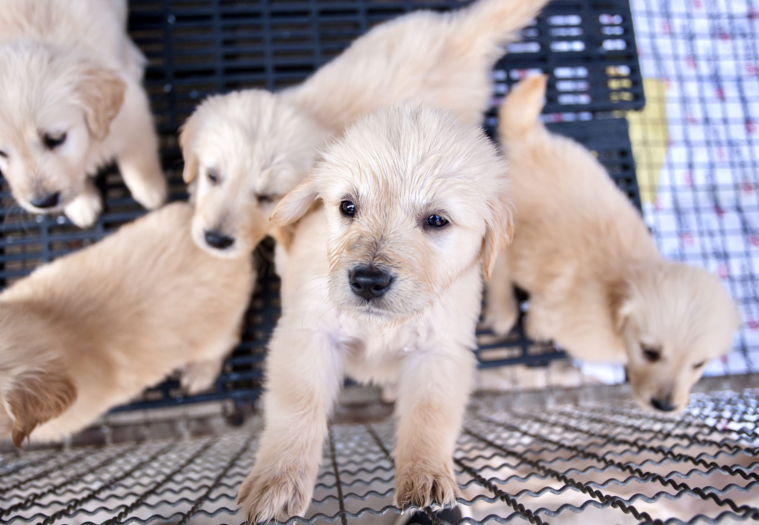 No More Puppies and Kittens in New York Pet Stores?