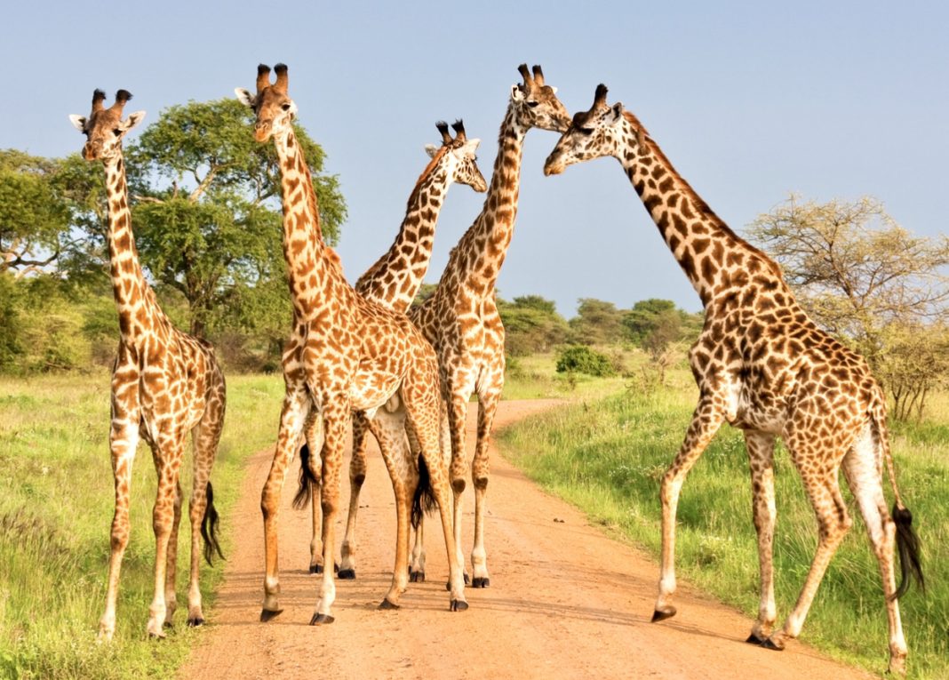 Giraffes Are One Step Closer To Endangered Species Act Protections