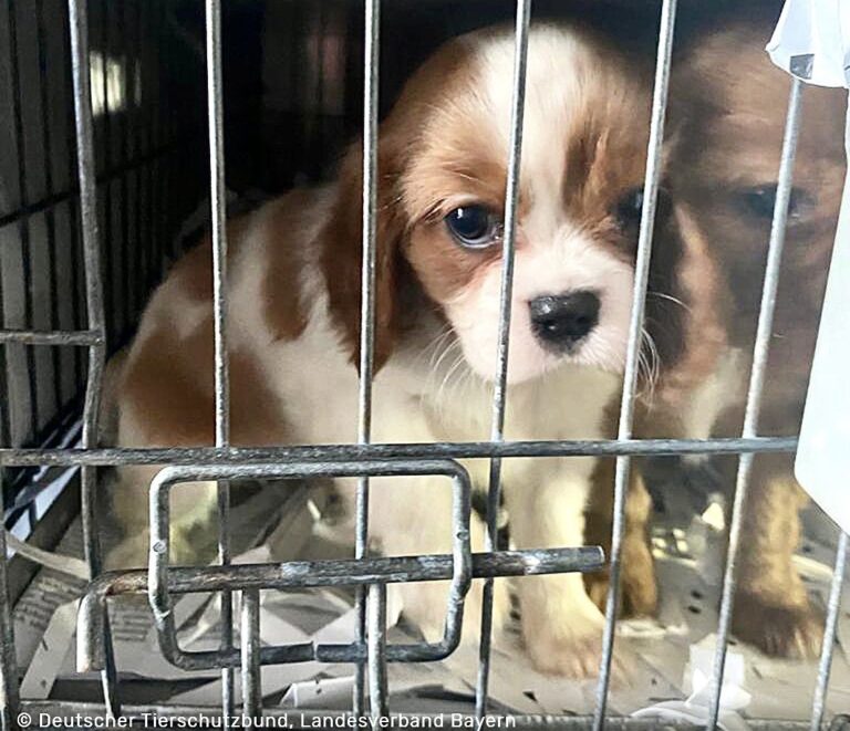Border Police In Germany Rescue 72 Sick & Frightened Puppies Being Illegally Transported To Portugal From Slovakia