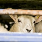 Sheep,In,Transportation,Truck,,England