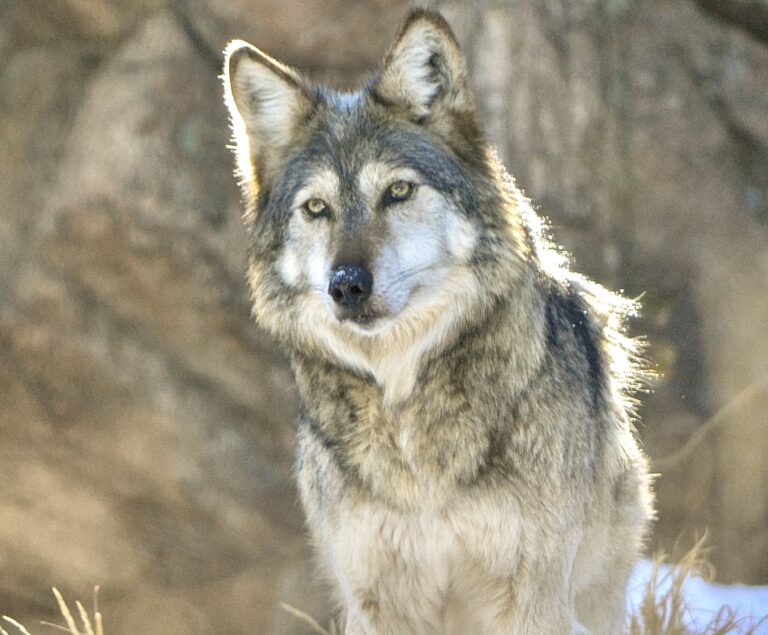 U.S. Fish & Wildlife Service Sued By Conservation Groups For Failing To Provide Recovery Efforts For The Mexican Gray Wolf