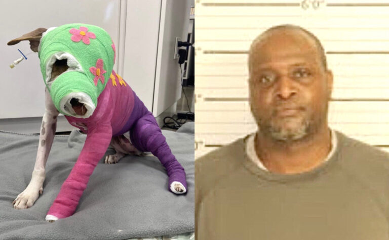 Quishon Brown Is Arrested For Setting An Innocent Dog Named Riona On Fire In Tennessee; Justice Must Be Served!