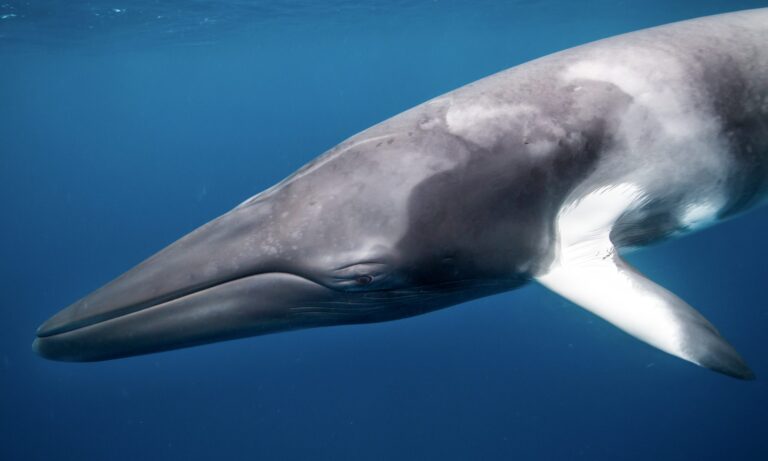 U.S. & Norway Conduct Cruel Sonar & Noise Experiments For Oil & Gas Exploration Endangering Whales While Delivering No Results
