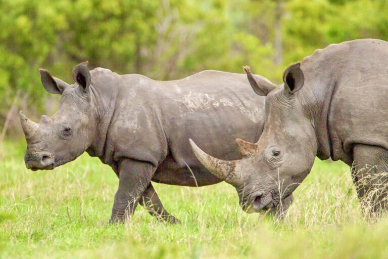 Three Poachers Have Been Arrested For The Brutal Killing Of Four Rhinos For Their Horns In Kruger National Park