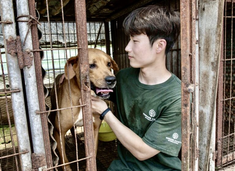 HSI Korea & Korean K9 Rescue Partner To Save 21 Dogs Left Behind At An Illegal Dog Meat Farm In South Korea
