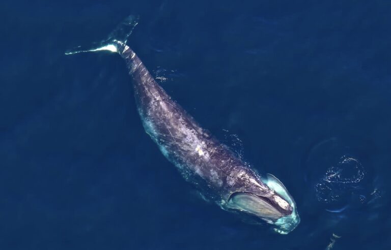 Oceana Demands That The U.S. & Mexico Fulfill Their Legal Commitments To Protect Our Oceans & The Last 330 North Atlantic Right Whales On Earth